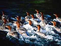 Merganser Ducks, Russian River, Alaska